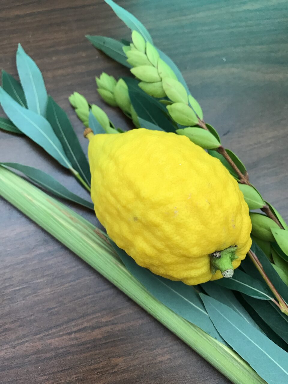 A photo of Etrog and lulav lying on a wooden table
